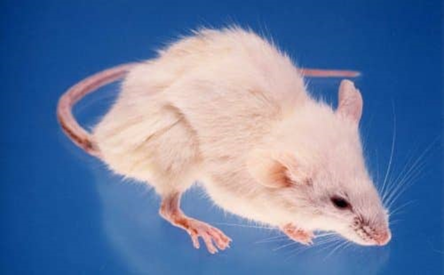 NOD/ShiJic-scid Mice: Mouse model of type 1 diabetes