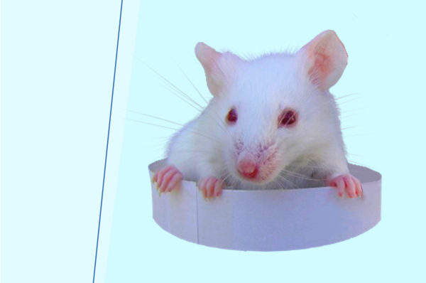 ヒトIL-15遺伝子をトランスジェニックした次世代NOGモデル NOG-hIL-15 Tg マウスのご紹介
