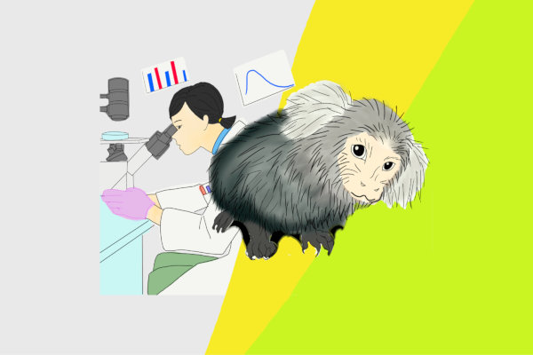 霊長類を用いた試験：マーモセットを用いた薬物動態試験のご紹介｜日本クレア