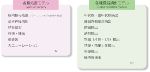 各種処置モデルと各種臓器摘出モデルの表 width=
