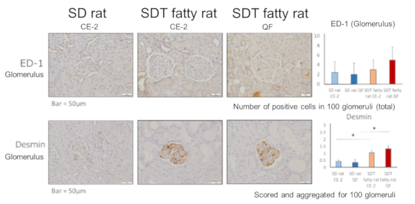 ED-1/Desmin immunohistochemical staining (Glomerulus)