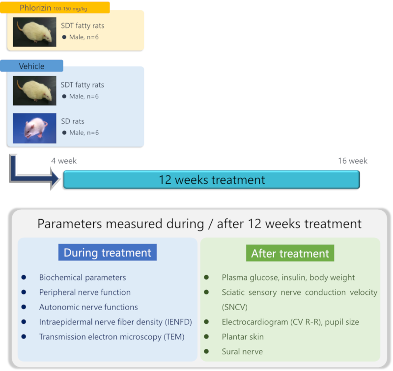 Method of Diabetic peripheral neuropathy in SDT fatty rat