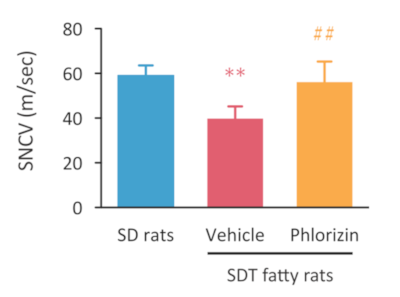Nerve conduction velocity of SDT fatty rat for DPN model