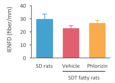 Nerve fiber density of SDT fatty rat for DPN model