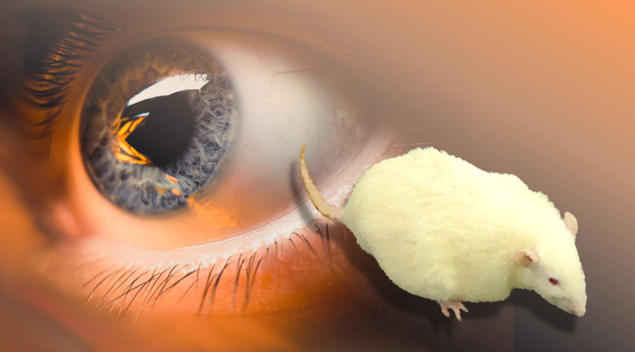 The results of research on diabetic retinopathy in SDT fatty rats suggest that it is helpful for research on the pathology of the retinal vessels.