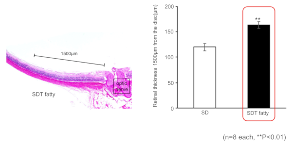 Retinal thickness (24 weeks old)