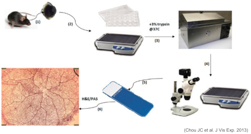 Triton digestion method