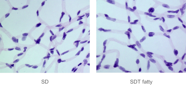 Trypsin-digested specimen (HE staining/24 weeks old)