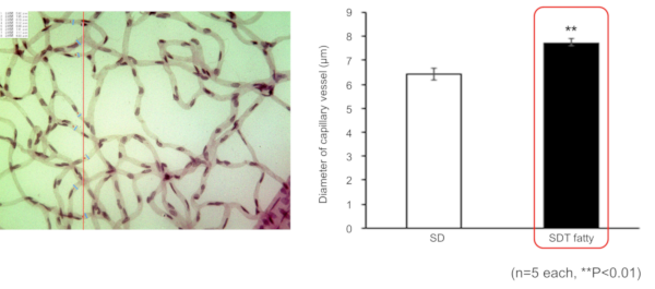 Retinal capillary diameter (24 weeks old)