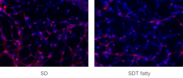 Pericyte/endothelial cell ratio (24 weeks old)