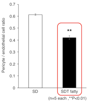 Pericyte/endothelial cell ratio (24 weeks old)