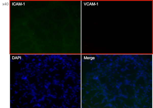 Immunostaining (SD rats)