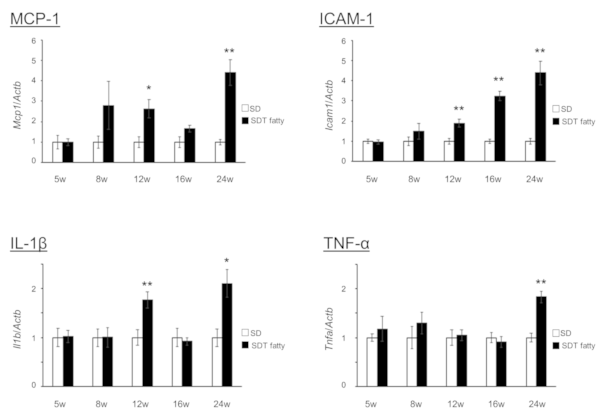 SDT fattyラットの網膜で炎症関連分子が上昇している <リアルタイムPCR >