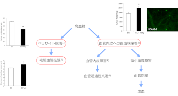 糖尿病性網膜症における毛細血管の初期変化