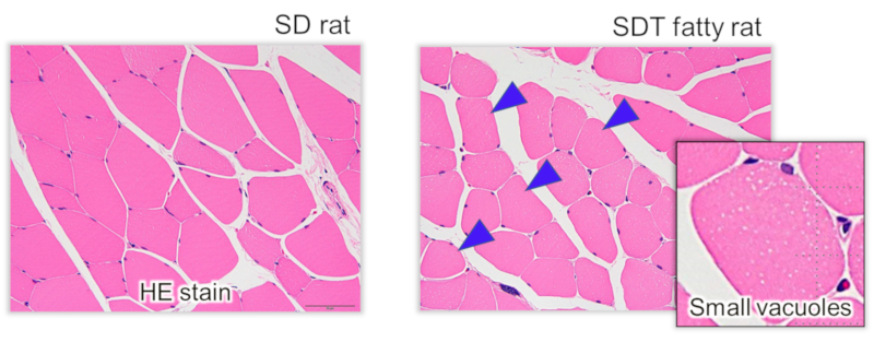 HE stain of SD rat and SDT fatty rat (EDL 40 weeks)