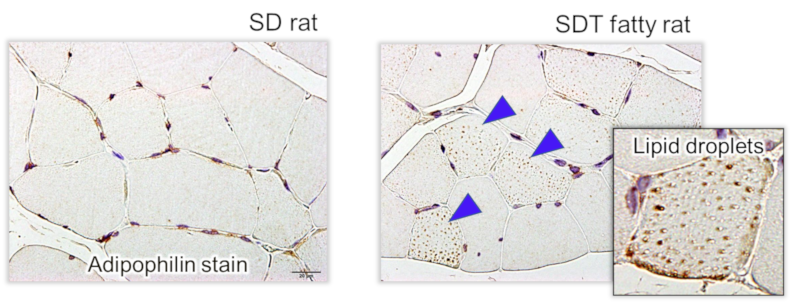 Adipophilin stain SD rat and SDT fatty rat (EDL 40 weeks)