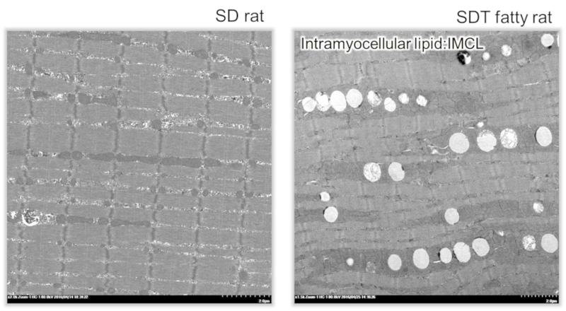 Electron microscopy EDL 40 weeks