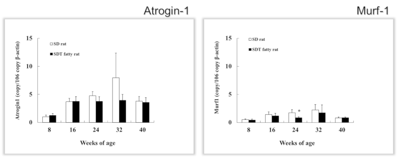 IGF-1 level of the SDT fatty rat was comparable to that of the SD rat for up to 16 weeks of age