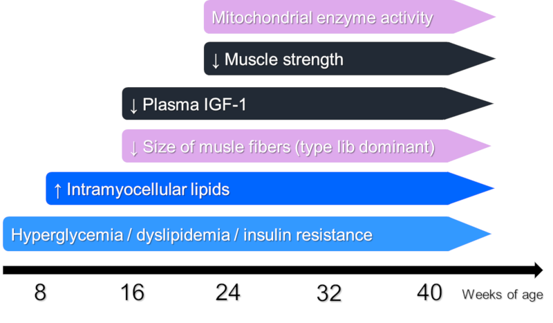 Pathophsiological characteistics of the skeletal muscle in SDT fatty rat