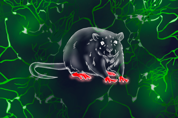 Diabetic peripheral neuropathy in SDT fatty rat, a new animal model of obese type 2 diabetes.