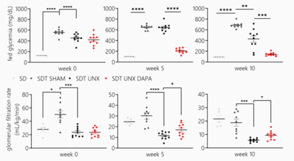Dapagliflozin strongly reduces hyperglycemia and prevents GFR decline in Unx SDT fatty rats