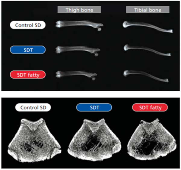 Figure-9 . Computed tomography images male SDT fatty rats (40 weeks of age)