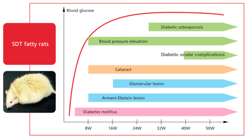 Comparison of the pathology of SDT rats DT rats and SDT fatty rats-2