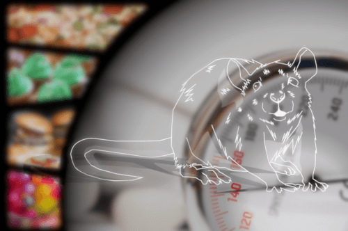 Cholesterol-Loaded NASH: SDT fatty rats, type 2 diabetes and obesity model