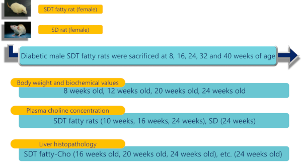 Test design for NASH model of SDT fatty rat