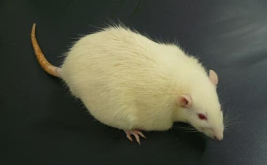 SDT fatty rats: Obese Type 2 Diabetic Model Rat Model with Early Onset of Diabetic Complications