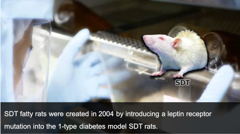 SDT fatty rats were created in 2004 by introducing a leptin receptor mutation into the 1-type diabetes model SDT rats.