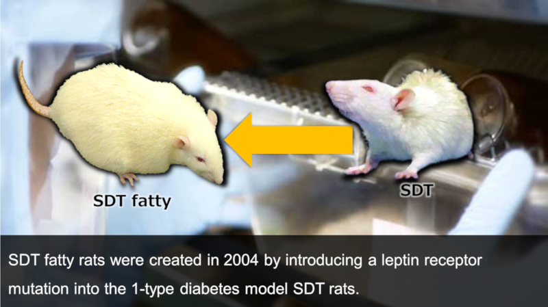 SDT fatty rats were created in 2004 by introducing a leptin receptor mutation into the 1-type diabetes model SDT rats.