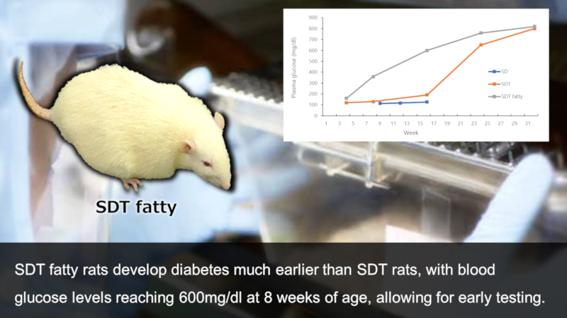 SDT fatty rats develop diabetes much earlier than SDT rats, with blood glucose levels reaching 600mg/dl at 8 weeks of age, allowing for early testing.
