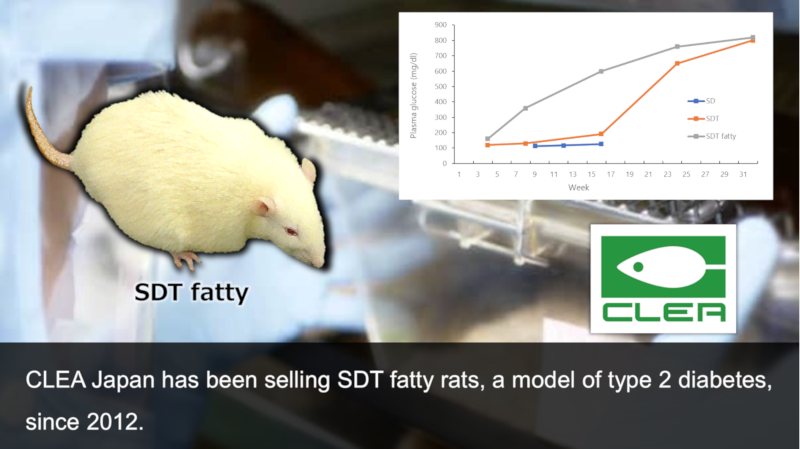CLEA Japan has been selling SDT fatty rats, a model of type 2 diabetes, since 2012.