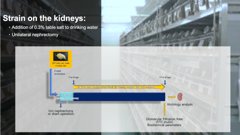 Strain on the kidneys: ・Addition of 0.3% table salt to drinking water ・Unilateral nephrectomy
