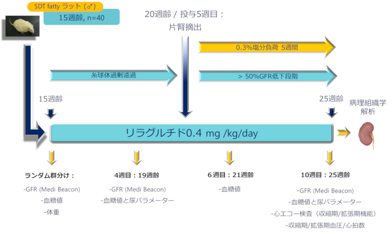 SDT fatty ラットを糖尿病性腎症(DKD)および心不全（拡張不全 : HFpEF）モデルとしての試験デザイン