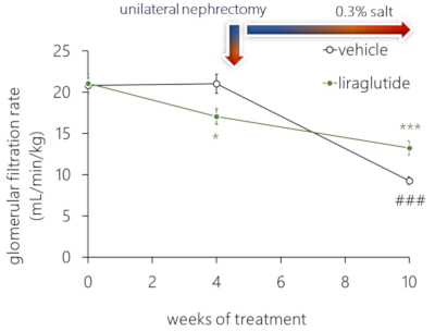 本モデルラットの糖尿病性腎症(DKD)に対してLIRAの効果（糸球体ろ過率(GFR)）