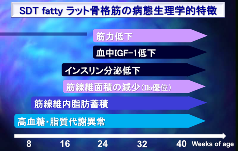 SDT fattyラット骨格筋の病態生理学的特徴