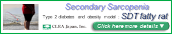 SDT fatty rat, spontaneously type 2 diabetes animal model, shows the symptoms of secondary sarcopenia related with diabetes and obesity.