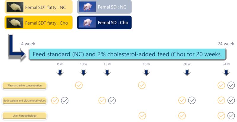 Test design for NASH model of SDT fatty rat