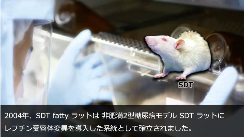 2004年、SDT fatty ラットは 非肥満2型糖尿病モデル SDT ラットに レプチン受容体変異を導入した系統として確立されました。