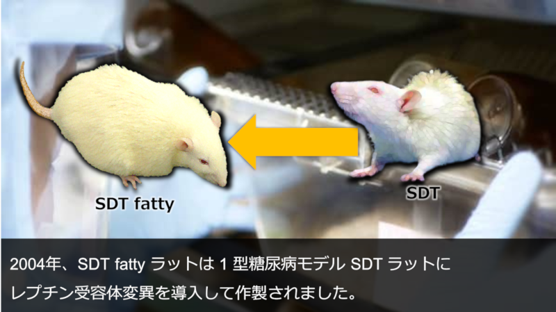 2004年、SDT fatty ラットは 1 型糖尿病モデル SDT ラットに レプチン受容体変異を導入して作製されました。