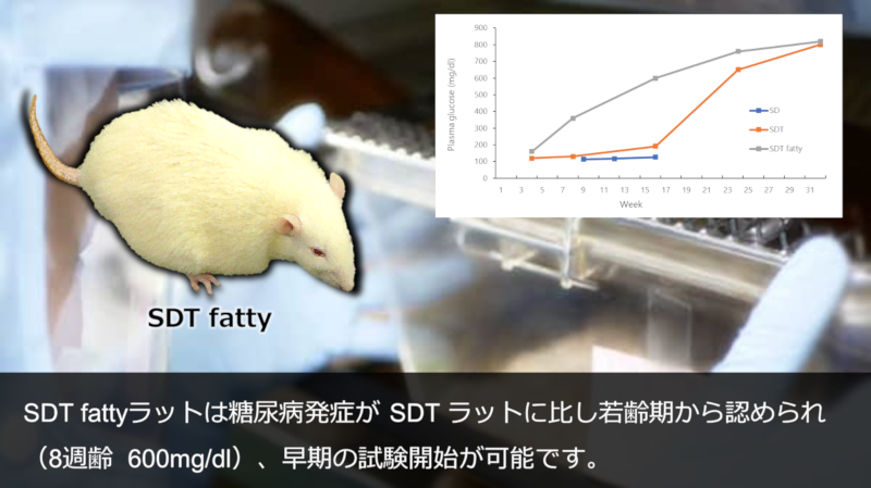 SDT fattyラットは糖尿病発症が SDT ラットに比し若齢期から認められ（8週齢  600mg/dl）、早期の試験開始が可能です。