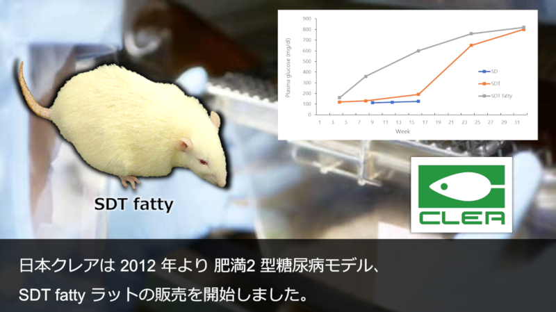 日本クレアは 2012 年より 肥満2 型糖尿病モデル,SDT fatty ラットの販売を開始しました。