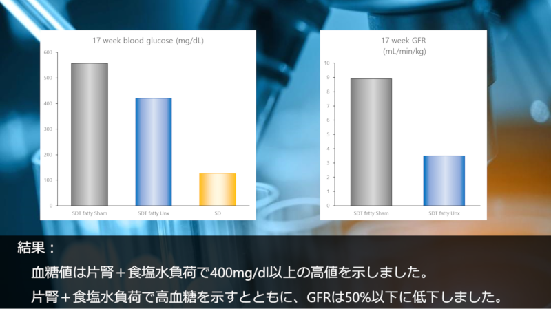 結果：血糖値は片腎＋食塩水負荷で400mg/dl以上の高値を示しました。/片腎＋食塩水負荷で高血糖を示すとともに、GFRは50%以下に低下しました。