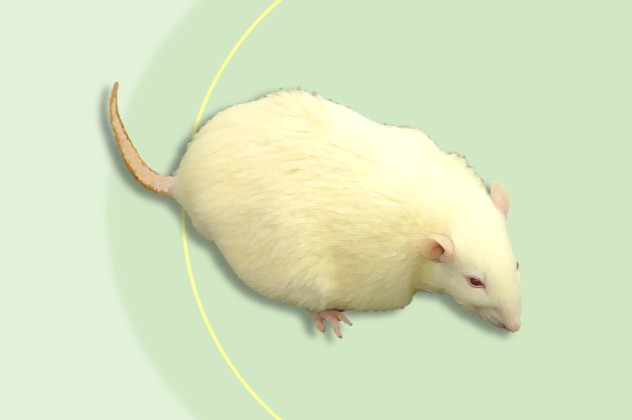 Introduction of SDT Fatty Rat Diabetic Nephropathy Model.