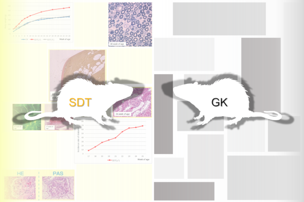 Showing definite diabetic symptoms:Comparison of SDT vs. GK rat, Researching for non-obese type 2 diabetes complication.