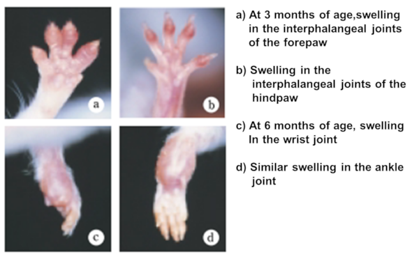 Fig.1 Macroscopic findings of arthritis in the SKG mouse