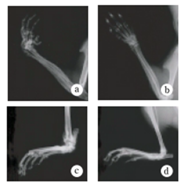 Fig.4 Joint radiography