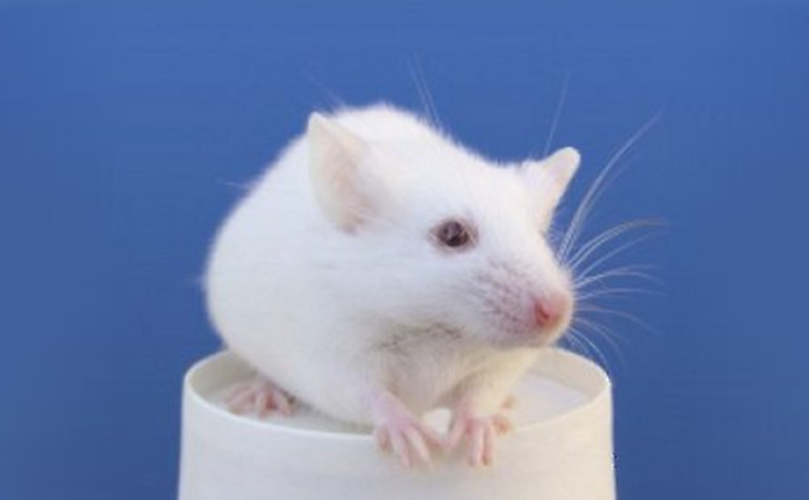 SKG/Jcl mouse: Animal model of rheumatoid arthritis A mouse model of spontaneous rheumatoid arthritis